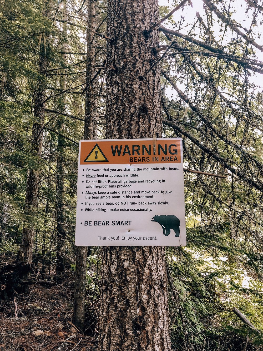 Bear safety on Whistler Blackcomb