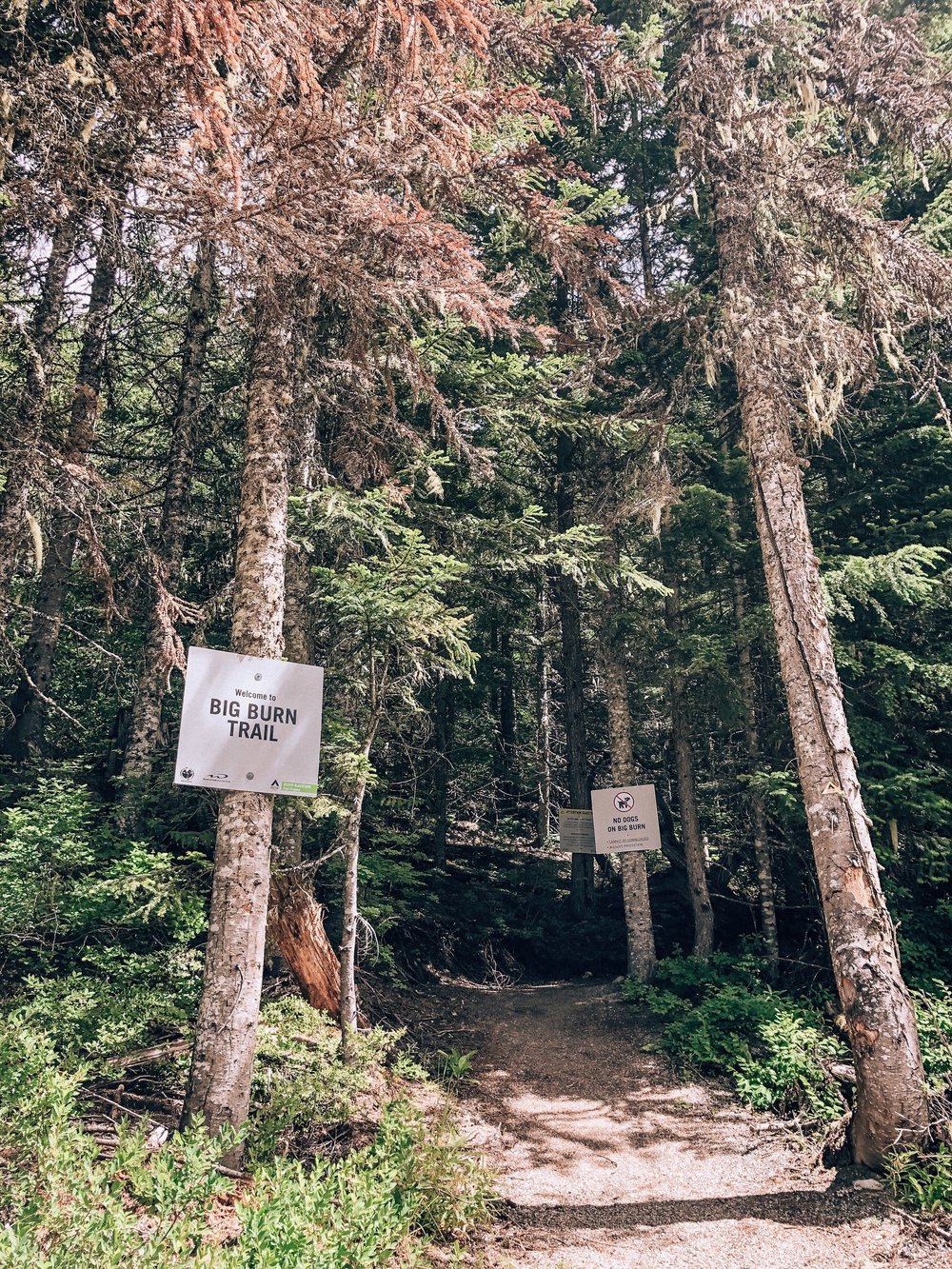 Big Burn Ascent Trail hike on Whistler Blackcomb Canada