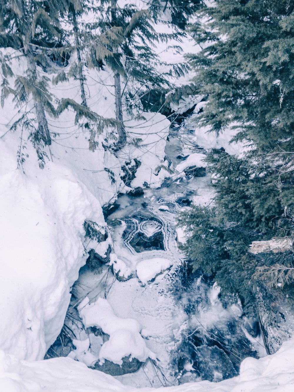 Snowshoe hike in Whistler forest