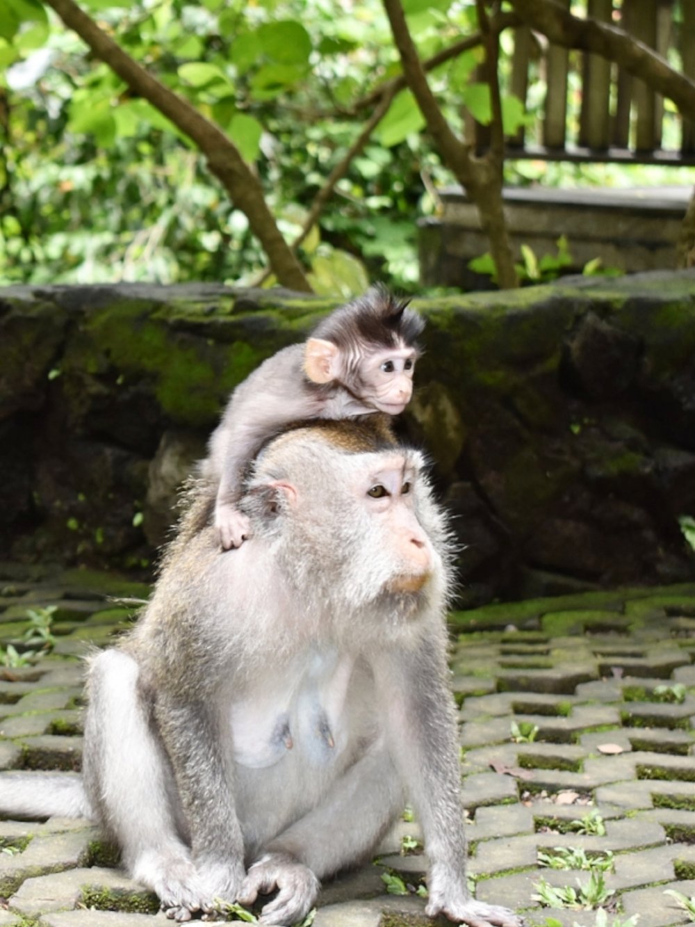 Mama and baby monkeys at the Sacred Monkey Forest Sanctuary