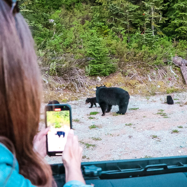 bear watching tour in Whistler BC Canada