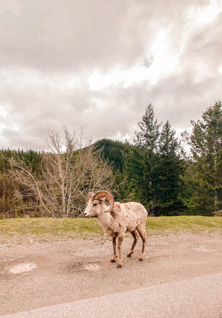 Wildlife in Banff National Park