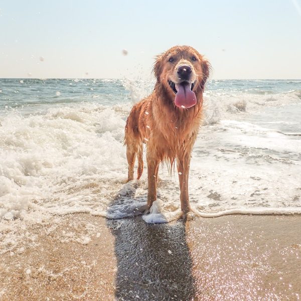 Dog Friendly Beaches in Vancouver