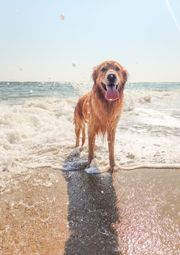 Dog Friendly Beaches in Vancouver